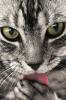 Cat Licks - iPhone
